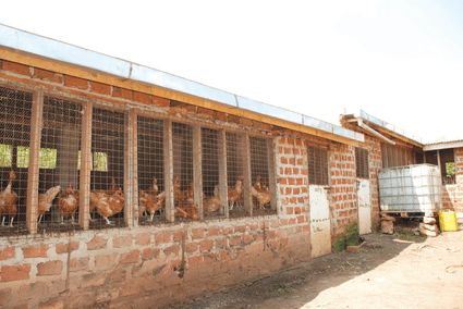 poultry house pen Poultry Farm Buildings, Chicken Rearing, Poultry Farm Design, Chicken Shed, Goat House, Poultry House, Chicken Coop Run, Chicken Farming, Backyard Chicken Farming