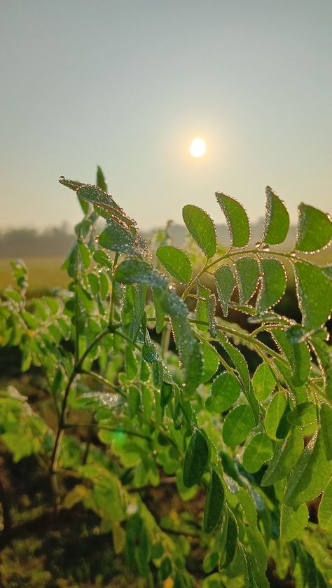 Fog, morning, winter, photography, nature, nature photography ideas Winter Morning Photography, Winter Photography Nature, Nature Photography Ideas, Morning Winter, Morning Photography, Morning Fog, M Letter, Winter Morning, Winter Mornings