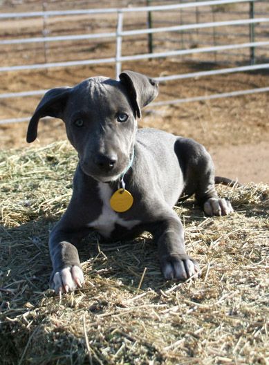 Blue Lacy puppy. Want to snuggle you. Blue Lacy Dog, Blue Lacy, I Love My Dogs, Dog Breeds List, Men's Graphic Tees, Cool Tee Shirts, Dog Puppies, Vintage T Shirts, Cute Animal Pictures