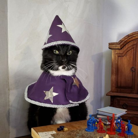 Cat Cosplay 🎃🐈 on Twitter: "All of these Wizard Cats making the rounds tonight... and ours just wants to play some D&D.… " Meme Chat, Cats In Hats, Wizard Cat, Cat Cosplay, Silly Cats Pictures, Cat Hat, Silly Animals, Cat Costumes, Silly Cats