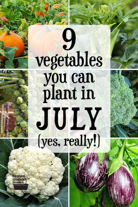 Vegetables To Plant, Vegetable Garden Planner, Tattoo Plant, Starting A Vegetable Garden, Vegetable Garden Diy, Fall Garden Vegetables, Garden Planner, Zone 9, Garden Veggies