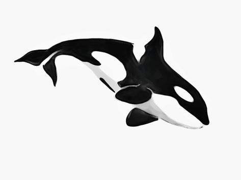 Orca Drawing Realistic, Orca Silhouette, Orca Tattoo Simple, Orca Sketch, Marine Animal Drawings, Sea Creatures Sketch, Orca Whale Drawing, Orca Drawing, Orca Whale Tattoo