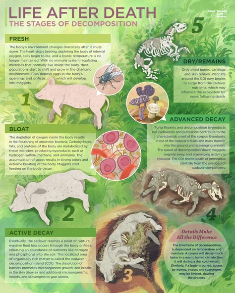 Stages Of Decomposition, I Contain Multitudes, Microscopic Organisms, Forensic Anthropology, Forensic Psychology, Dry Bones, Outdoors Tattoo, Forensic Science, After Life