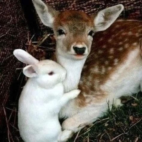 Animal Hugs, Animal Photography Wildlife, Animal Aesthetic, Photography Wildlife, Animal Images, Puppies Cute, Pretty Animals, Oh Deer, Silly Animals