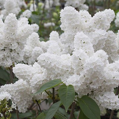 Amazon.com : 25 White Japanese Lilac Seeds (Extremely Fragrant)/ : Garden & Outdoor Prune Lilac Bush, Japanese Lilac Tree, Japanese Lilac, White Flower Garden, Lilac Bushes, Lilac Tree, Bonsai Flower, Mosquito Repelling Plants, Beauty Flowers