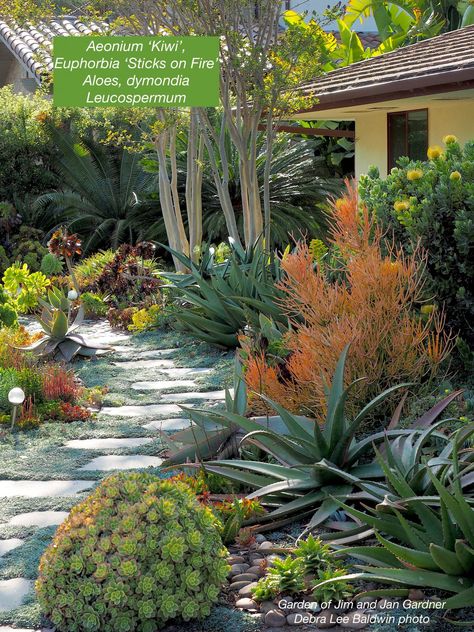 Jim Gardner's Succulent Showcase - Debra Lee Baldwin Portuguese Garden, Shade Succulents, Succulent Rock Garden, Succulent Garden Landscape, Succulent Landscape, Arizona Gardening, Warm Hoodies, Bush Garden, Succulent Landscape Design