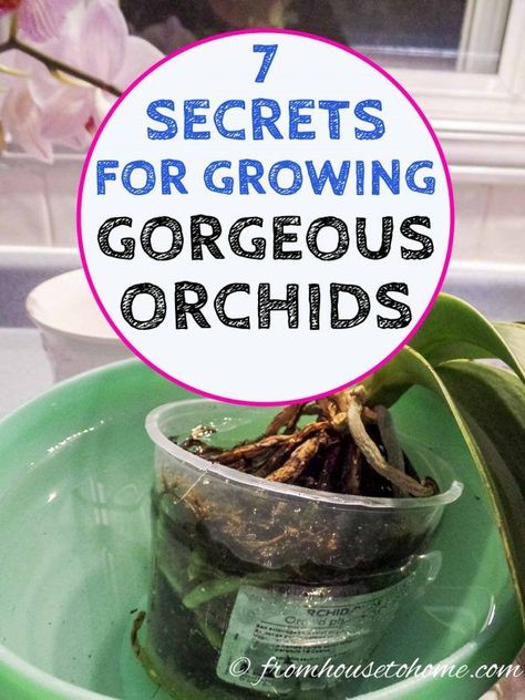 These tips to orchid care for beginners are great! Find out all the basics for growing indoor orchids in pots. Caring For Orchids, Orchid Propagation, Repotting Orchids, Orchids In Water, Indoor Orchids, Orchid Fertilizer, Orchid Plant Care, Orchid Roots, Orchid Centerpieces