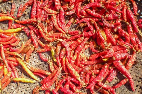 Thai Chili: Everything You Need to Know About Thailand’s Spicy Peppers! Thai Chili Pepper Recipes, Thai Chili Peppers, Thai Red Chili, Thai Peppers, Fun Food Facts, Thai Chili Pepper, Chili Pepper Recipes, Red Thai, Thai Chili