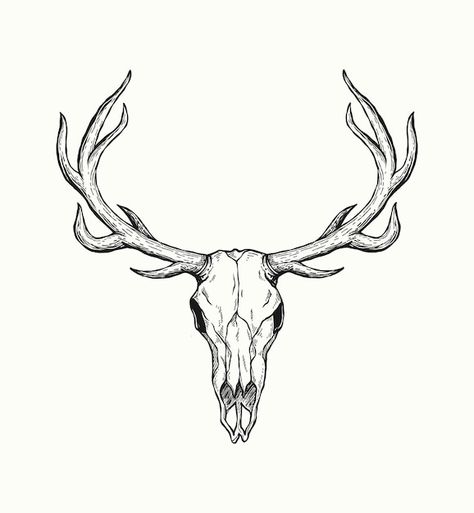 Sketch of deer skull isolated on white b... | Premium Vector #Freepik #vector #tatoo-design #deer-antlers #animal-skull #antlers Deer Antler Tattoo, Deer Skull Drawing, Antlers Drawing, Antler Drawing, Deer Skull Tattoo, Antler Tattoos, Antler Tattoo, Deer Skull Tattoos, Deer Skull Art