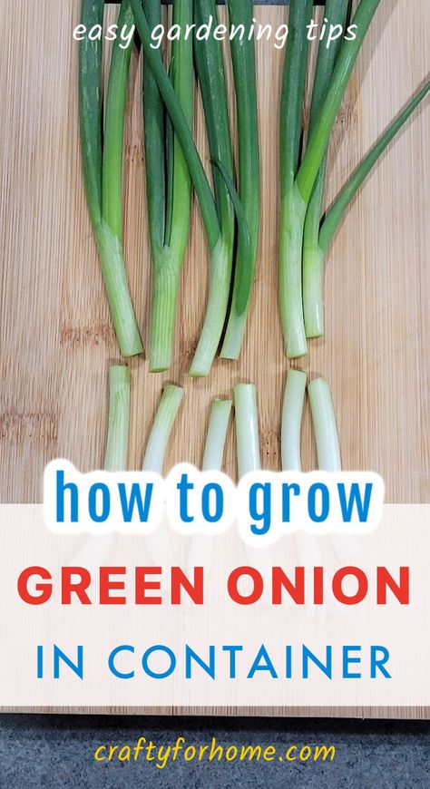 Growing Green Onion In Containers: Easy Kitchen Garden | Crafty For Home Growing Green Onions In Containers, Plant Onions In Containers, How To Grow Onions From An Onion, How To Grow Green Onions, Planting Green Onions, Growing Spring Onions, Growing Green Onions, Garden Placement, Onion Growing