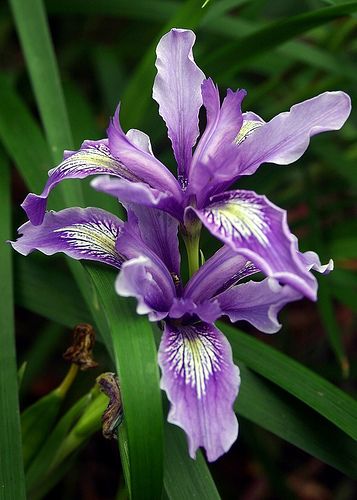 Wild Iris Wild Iris, Purple Iris, All Things Purple, Iris Flowers, Favorite Flowers, Irises, Exotic Flowers, Flower Beauty, Purple Flower