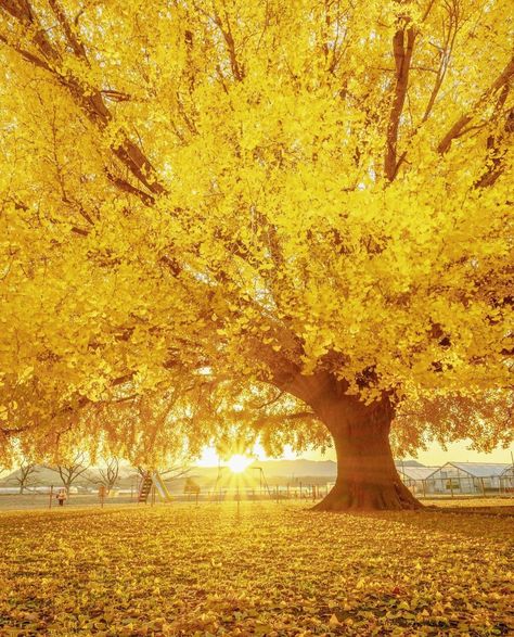 Yellow Apple Aesthetic, Yellow Scenery Aesthetic, Ginkgo Tree, Yellow Apple, Yellow Theme, Yellow Tree, Late Autumn, Aura Colors, Halloween Images