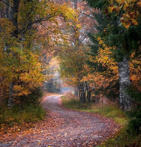 Fall Board, Forest Scenery, Forest Path, Magic Forest, Rural Landscape, Tree Forest, Autumn Beauty, Autumn Forest, Jolie Photo