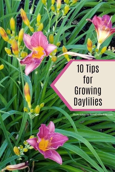 Quick Growing Plants, Day Lilies Care, Lily Care, Deck Landscaping, Backyard Design Ideas Budget, Small Backyard Design Ideas, Daylily Garden, Backyard Design Ideas, Day Lilies