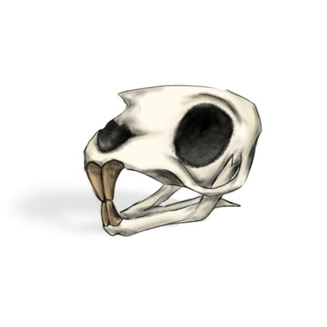 Im trying make it more detailed Mouse Skull Drawing, Rat Skull, Skull Drawing, Animal Skulls, Im Trying, Rats, Drawings, Animals, Anime