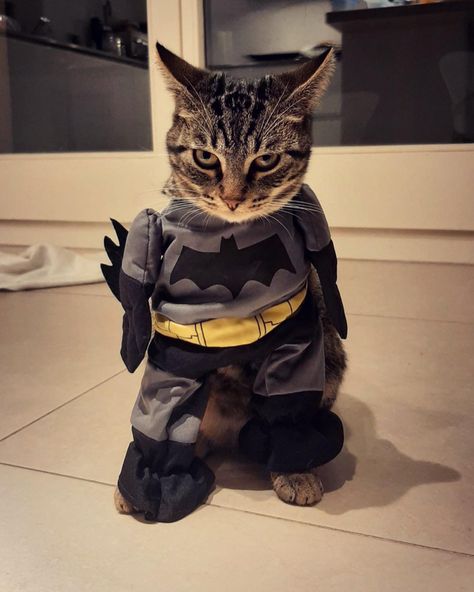 Cat Batman, Batman Cat, Cat Outfit, Batman Mask, Cat Profile, Batman, Mask