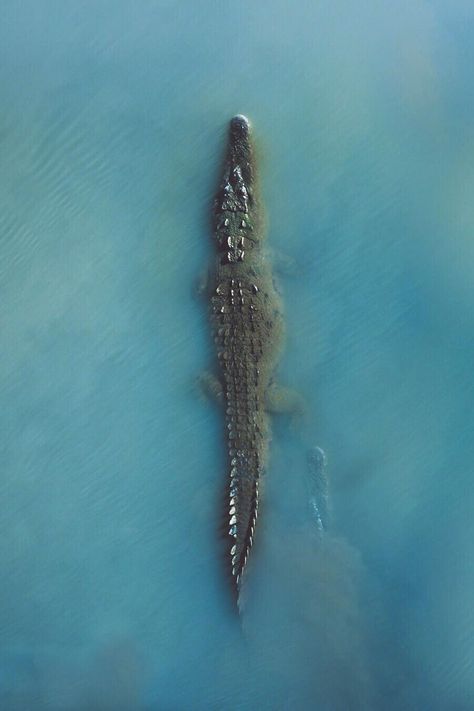 Nature is Lit on Twitter: "🔥 Alligator looks like an island from the top… " Japon Illustration, Crocodiles, Reptiles And Amphibians, Lizards, The Frog, Amphibians, Wildlife Photography, Beautiful Creatures, Snakes