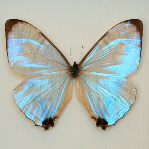 ✦ Holographic, Iridescent, Metallic, & Chrome Blog ✦ Morpho Butterfly, Beautiful Bugs, Butterfly Kisses, White Butterfly, Beetles, Blue Butterfly, Butterfly Wings, A Butterfly, Beautiful Butterflies