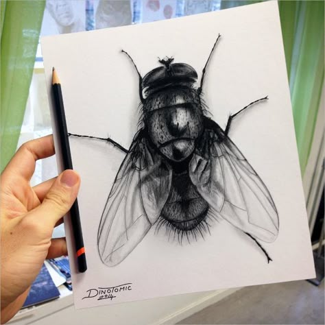 Charcoal Drawing of Fly Insect Drawings, Charcoal Artwork, Fly Drawing, Drawing Dragon, Illusion Drawings, Realistic Pencil Drawings, Charcoal Sketch, Pencil Shading, Sketches Pencil