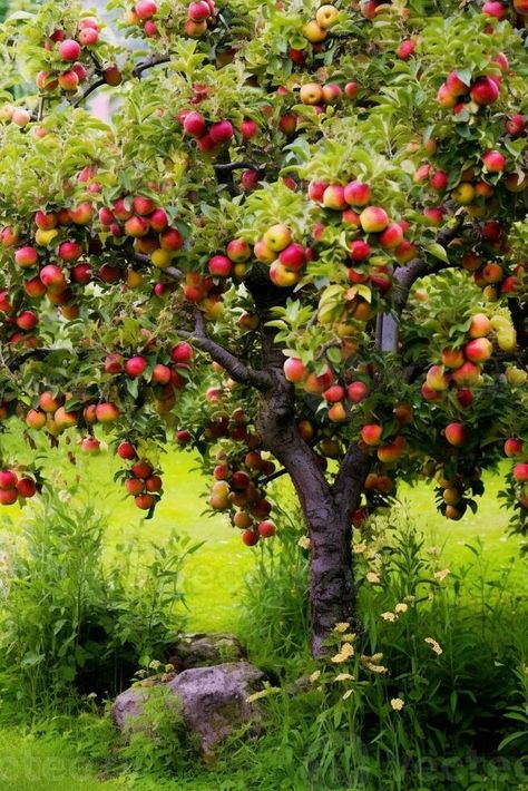 AI Generative Apple tree malus domestica laden with ripe fresh fruits Apple Tree Aesthetic, Hayden Core, Apple Pictures, Apple Picture, Vector Nature, Apple Trees, Ripe Fruit, Fruit Tree, Fresh Fruits