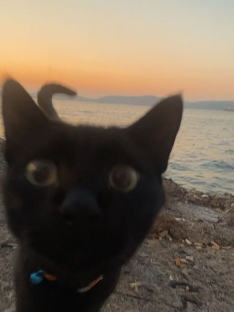 #sunset #cat Sunset Profile Picture, Cat And Sunset, Sunset Pfp, Cat On Beach, Summer Pfp, Cat Sunset, Summer Cats, Cat Captions, Beach Cat