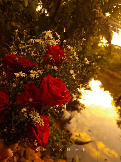 #redrose #sunset #silhouette #silhouettesunset #rosebouquet #srilanka#mobilephotography Red Perfume Aesthetic, Fleurs Aesthetic, Kristina Core, Dracula Aesthetic, Jenna Core, Flowers Roses Red, Red And Gold Wallpaper, Golden Aesthetics, Dr Images