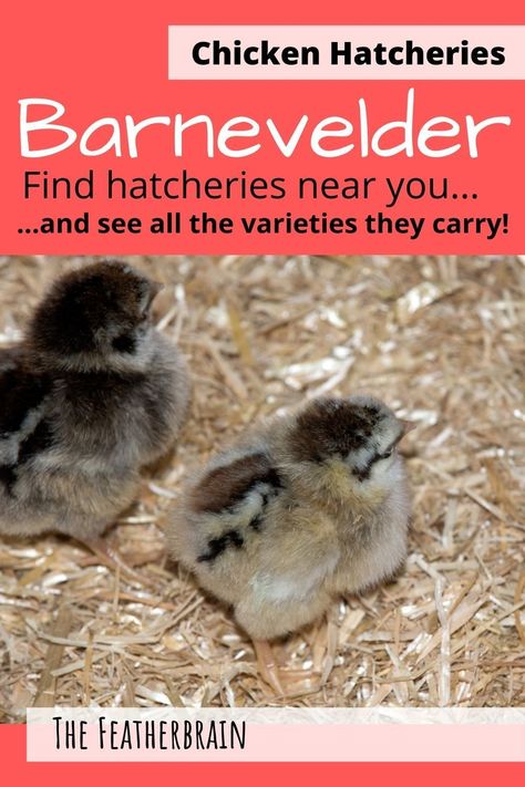 Check out this map that shows nearly all Barnevelder breeders in the U.S., and breaks them up by the variety sold! You'll also see what the varieties look like (with videos of hens, roosters, and chicks). Find the perfect backyard breed for you! Barnevelder Chicken, Chicken Facts, Bantam Chickens, Blue Chicken, Backyard Flocks, Perfect Backyard, Egg Laying, Backyard Chickens, Chicken Breeds