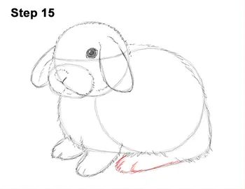 Holland Lop Bunny Drawing 15 Lop Bunny Drawing, Bunnies Drawing, Pet Reference, Sketches To Practice, Bunny Birthday Card, Holland Lop Bunny, Lop Eared Bunny, Holland Lop Bunnies, Bunny Things