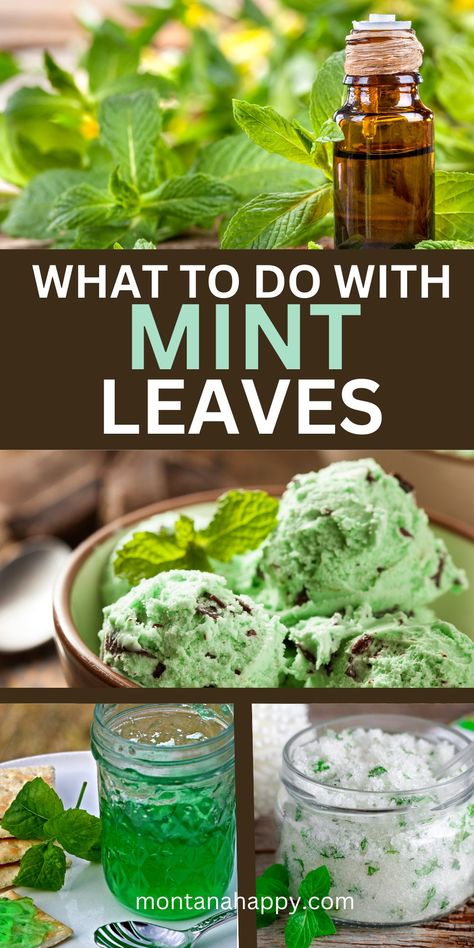 What to do with Mint Leaves? LOTS of IDEAS!!! | Montana Happy Preserving Fresh Mint Leaves, What To Make With Fresh Mint Leaves, Dried Mint Leaves Uses, What To Do With Dried Mint Leaves, How To Preserve Fresh Mint Leaves, Things To Do With Peppermint Leaves, Lemon Mint Plant, Candied Mint Leaves, How To Use Fresh Mint Leaves