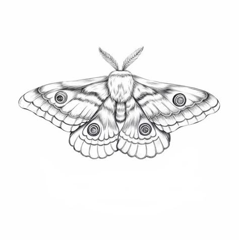 Moth Illustration, Moth Tattoo, A Drawing, Tattoo Inspo, Tattoos And Piercings, Tattoo Art, Tattoo Design, Moth, Bugs