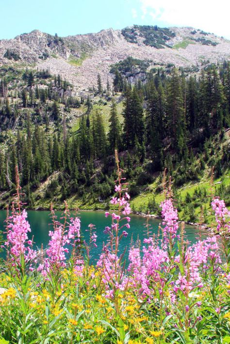 Utah Wildflowers, Utah Aesthetic, Utah Living, Utah Camping, Spring Scenery, Spring Fairy, Utah Hikes, Spring Forest, Utah Travel