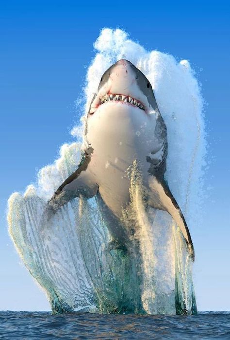 National Geographic Photography, Shark Pictures, Regnul Animal, Beautiful Sea Creatures, Sticker Ideas, White Sharks, Great White Shark, Great White, Marine Animals