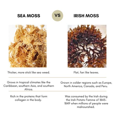 Sea Moss Benefits, Dr Sebi Alkaline Food, Irish Sea Moss, Medical Herbs, Irish Moss, Healthy Recipes Easy Snacks, Dr Sebi, Right Or Wrong, Irish Sea