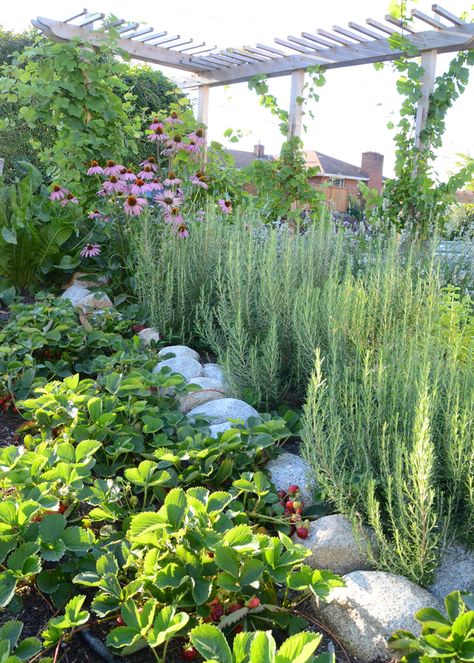 Strawbale Gardening, Food Forest Garden, Edible Landscape, Annual Garden, Garden Stairs, Urban Farm, Potager Garden, Edible Landscaping, Veg Garden