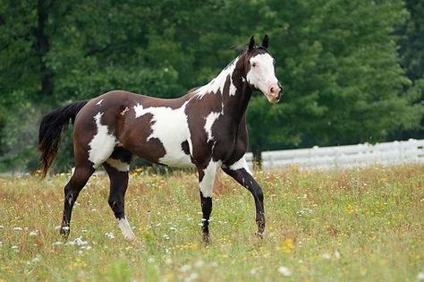 American Paint Horse Info, Origin, History, Pictures | Horse Breeds Information & Pictures Paint Horses For Sale, Pinto Horses, Horse Markings, American Paint Horse, Painted Horses, Paint Horses, Horse Info, Pinto Horse, Love In Life