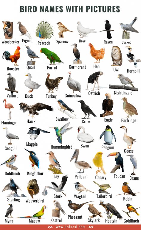 A to Z Bird Names List in English with Pictures - Download in Pdf Birds Name List, Animals Name List, Birds Name, Names Of Birds, Fruits Name In English, Fruits Name, Animal Pictures For Kids, Animals Name In English, Birds For Kids