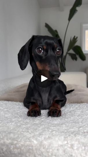 1.3M views · 46K reactions | #dachshund💜❣️💓 | My Dachshund World  | My Dachshund World  · Original audio Silver Dapple Dachshund, Funny Dachshund Pictures, Dachshund Funny Video, Dapple Dachshund Puppy, Doxie Mom, Dachshund Rescue, Doxie Puppies, Black And Tan Dachshund, Miniature Dachshunds