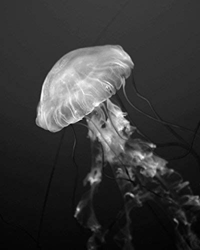 Amazon.com: Black and White Jellyfish Photography Print, Ocean Art Print, Shabby Chic Beach Wall Art, Nautical Wall Decor, Bathroom Wall Art: Handmade Jelly Fish Photography, Black And White Jellyfish, Jellyfish Wall Art, White Jellyfish, Jellyfish Photography, Shabby Chic Beach, Wall Decor Bathroom, Black Ocean, Ocean Treasures