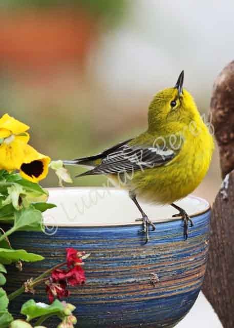 Pine Warbler, Yellow Warbler, Painted Bunting, Yellow Birds, Up To The Sky, Birds And Butterflies, Blue Bowl, Finches, Yellow Bird