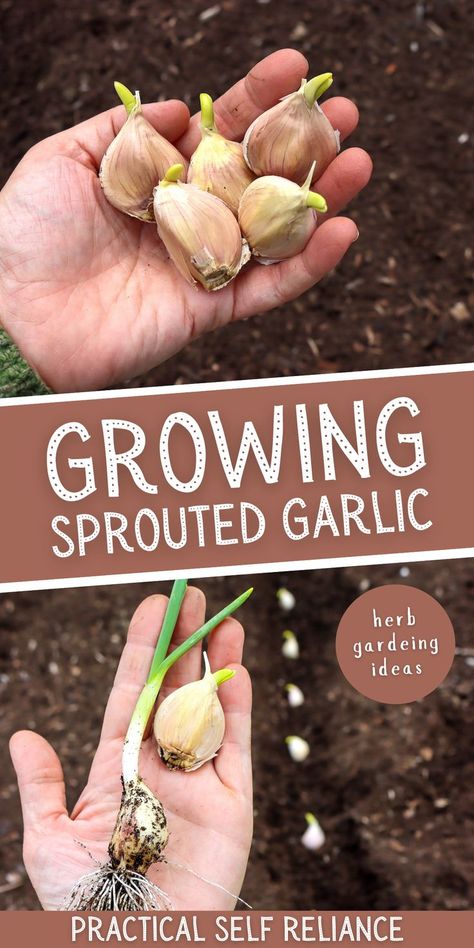 a hand holding sprouting garlic and planting sprouting garlic in the spring garden Regrow Garlic, Growing Garlic From Cloves, Spring Gardening Ideas, When To Plant Garlic, Garlic Planting, Spring Meaning, Garlic Growing, Garlic Garden, Spring Garlic