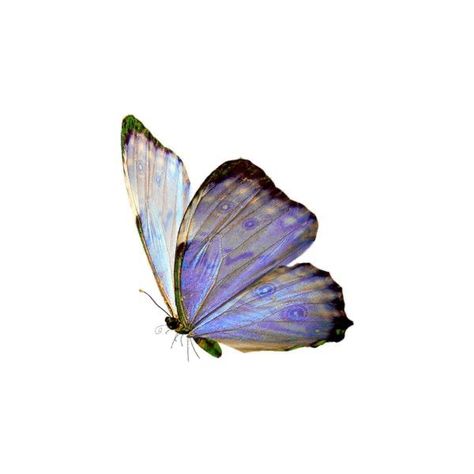 Png Aesthetic, Png Icons, Butterfly Wallpaper, Butterfly Art, Purple Aesthetic, Pics Art, Aesthetic Stickers, Blue Butterfly, Cute Icons