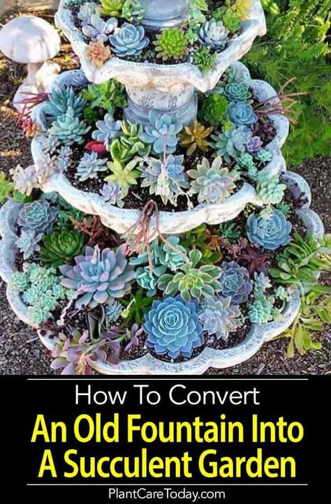 Succulent Fountain Ideas: How To Convert A Fountain To A Succulent Garden Succulent Fountain, Fountain Ideas, Succulent Garden Design, Succulent Landscaping, Succulent Garden Diy, Succulent Gardening, Terrarium Diy, Garden Fountains, Unique Gardens