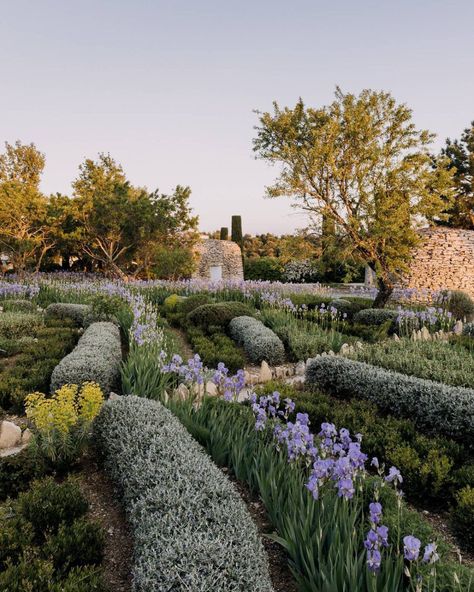 Perovskia Blue Spire, Iron Pergola, Judas Tree, Provence Garden, Mediterranean Plants, Mediterranean Garden, Low Maintenance Plants, Plants And Flowers, Garden Structures