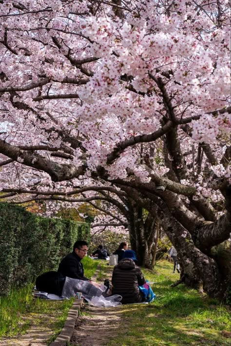 Enjoying sakura with food and drinks, also called hanami. #sakura #hanami #fukuoka #japan #kyushu #spring Hanami Japan, Company Headquarters, Cherry Blossom Japan, Maid Cafe, College Search, Senior Year Of High School, Fukuoka Japan, Pink Snow, Pretty Landscapes