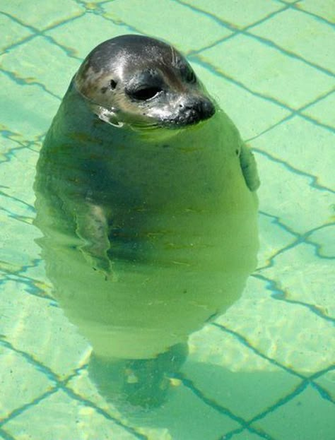 25 Animals That Are Too Fat To Function - BuzzFeed Mobile Fat Animals, Cute Animal Memes, Baby Seal, A Seal, Cutest Animals, Cavalier King Charles Spaniel, Cavalier King Charles, Animal Love, Australian Shepherd