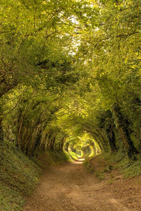 Sunken lane at Halnaker near Chichester in West Sussex / Image by Nick Leonard from flickr College Projects, Enchanted Wood, Chichester, My Heritage, British Isles, Just Because, Enchanted, One Day, The Outsiders