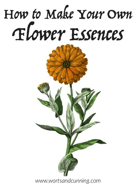 Make Your Own Flower Essences — Worts + Cunning Apothecary | Intersectional Herbalism + Magickal Arts Recipes Tutorials, Yerba Santa, Herbal Steam, Essence Water, Plant Medicine, Herbal Tinctures, Healing Plants, Herbal Healing, Energy Medicine