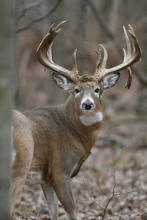 Old drop tine                                                                                                                                                      More Mule Deer Hunting, Whitetail Deer Pictures, Deer With Antlers, Mule Deer Buck, Whitetail Hunting, Deer Photography, Whitetail Deer Hunting, Big Deer, Deer Horns