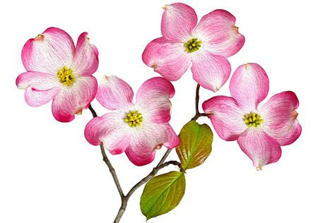 Pink Dogwood Flowers, Dogwood Tattoos, Flower Definitions, Dogwood Tattoo, Dogwood Flower Tattoos, Floral Sketches, Red Dogwood, Flower Hd, Dogwood Blooms