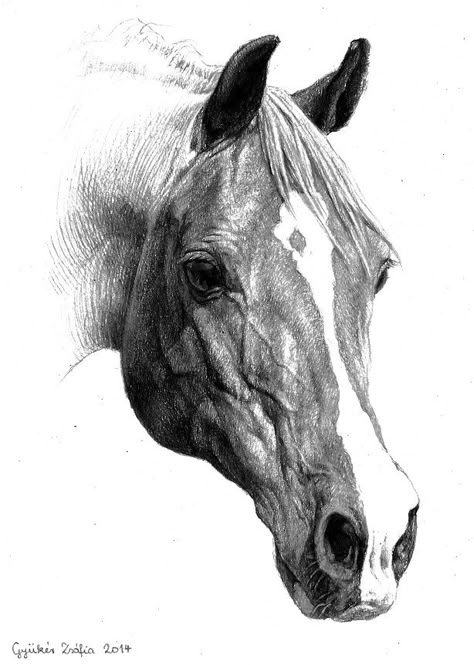 Kind of an "older" piece... About A4 sized, drawn with graphite. Many thanks again for the reference photo to Colourize-Stock www.deviantart.com/art/Sha-Sto… Charcoal Horse Drawing, Horse Drawing Ideas, Drawings Of Horses, Horse Head Drawing, Equine Artwork, Horse Art Drawing, Horse Sketch, Horse Artwork, Equestrian Art